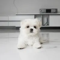 Tulip, a female Maltese for sale in Los Angeles, CA – 3 of 5