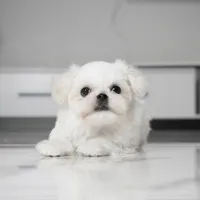 Stella, a female Maltese for sale in Los Angeles, CA – Photo 3 of 3