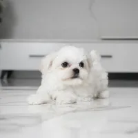 Stella, a female Maltese for sale in Los Angeles, CA – Photo 2 of 3