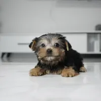 Lucky, a male Yorkshire Terrier for sale in Los Angeles, CA – 3 of 6