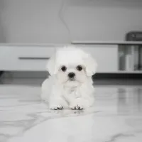 Callie, a female Maltese for sale in Los Angeles, CA – 2 of 4