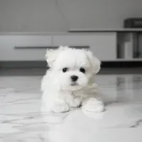 Mickey, a male Maltese for sale in Los Angeles, CA – 3 of 3