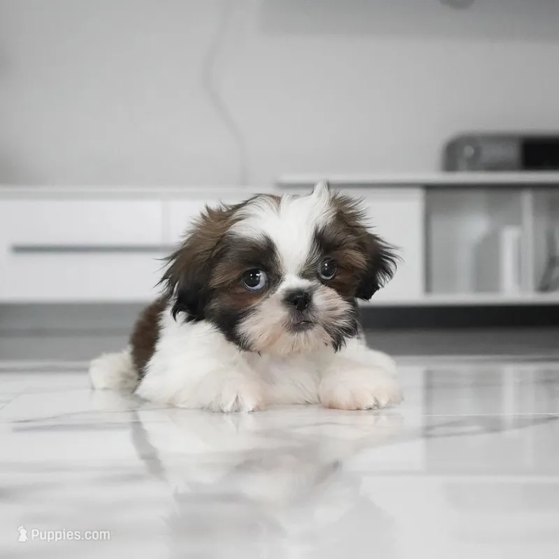 Ace – Shih Tzu puppy for sale in Los Angeles, CA