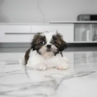 Ace, a male Shih Tzu for sale in Los Angeles, CA – Photo 2 of 3
