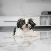 Ace, a male Shih Tzu for sale in Los Angeles, CA – Photo 3 of 3