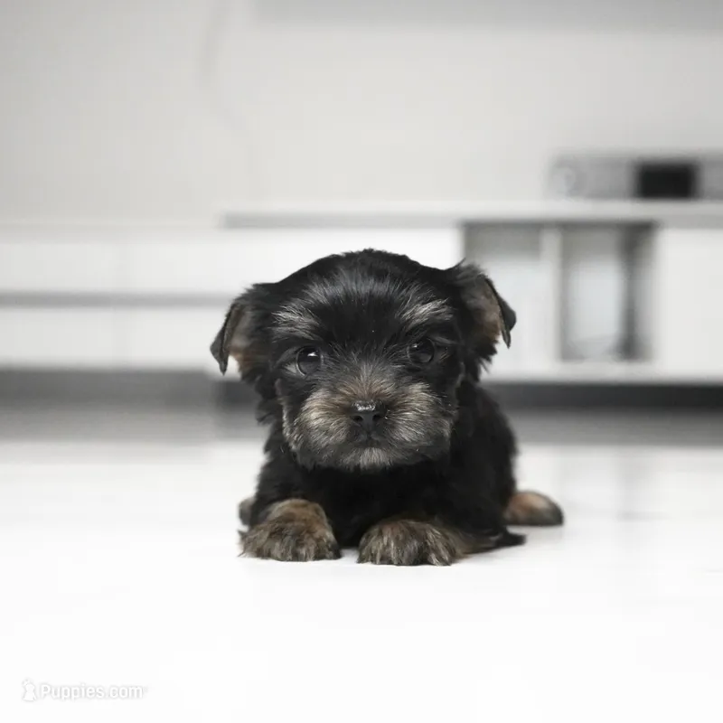 Milo – Yorkshire Terrier puppy for sale in Los Angeles, CA