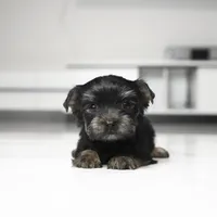 Milo, a male Yorkshire Terrier for sale in Los Angeles, CA – 1 of 2