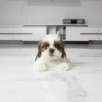 Cleo, a female Shih Tzu for sale in Los Angeles, CA – 3 of 4
