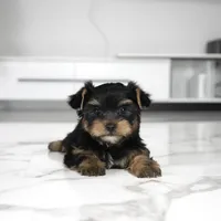 Kona, a male Yorkshire Terrier for sale in Los Angeles, CA – Photo 4 of 4