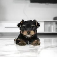 Kona, a male Yorkshire Terrier for sale in Los Angeles, CA – Photo 3 of 4