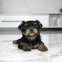 Kona, a male Yorkshire Terrier for sale in Los Angeles, CA – Photo 2 of 4