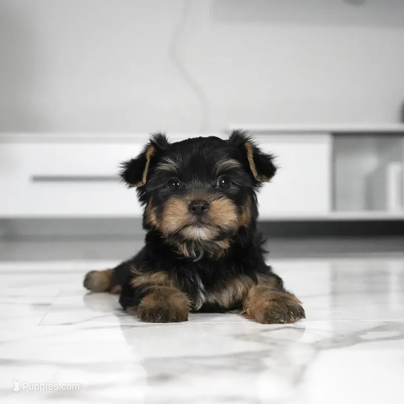 Kona – Yorkshire Terrier puppy for sale in Los Angeles, CA