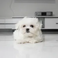 Toby, a male Maltese for sale in Los Angeles, CA – 2 of 4