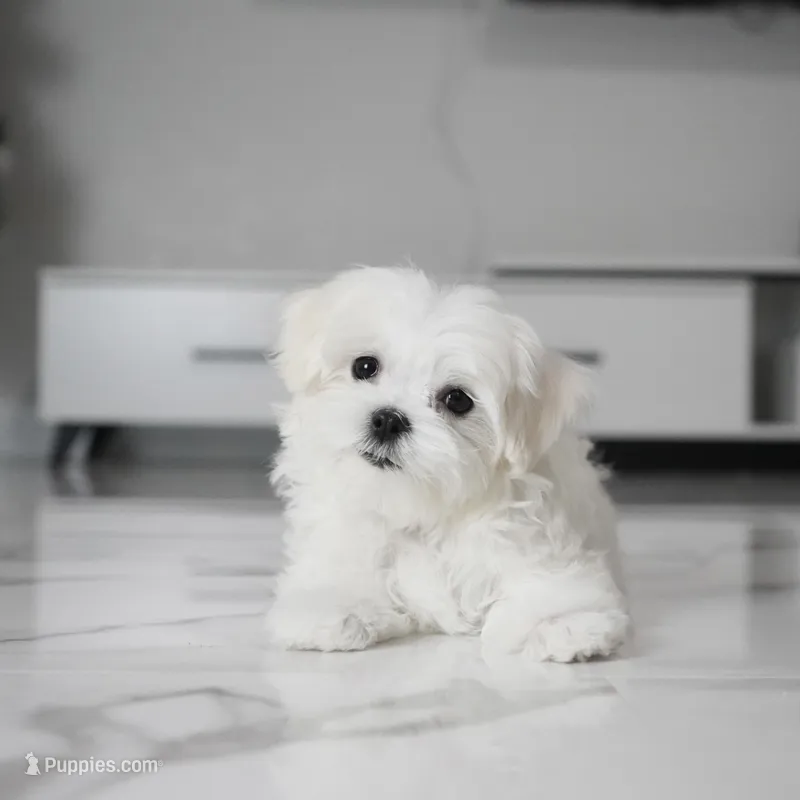 Micro – Maltese puppy for sale in Los Angeles, CA