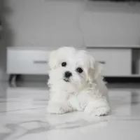 Micro, a male Maltese for sale in Los Angeles, CA – 1 of 7