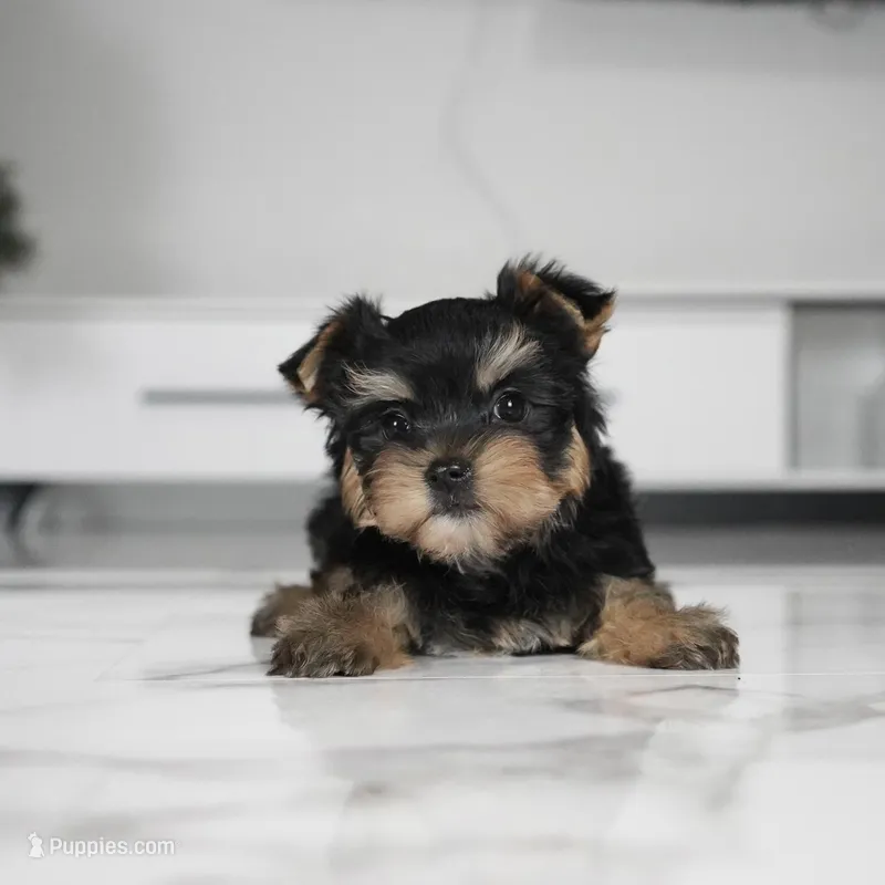 Bella – Yorkshire Terrier puppy for sale in Los Angeles, CA