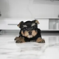 Bella, a female Yorkshire Terrier for sale in Los Angeles, CA – Photo 5 of 5