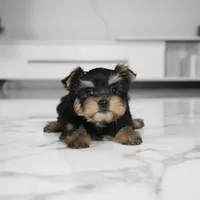 Bella, a female Yorkshire Terrier for sale in Los Angeles, CA – Photo 2 of 5