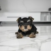 Bella, a female Yorkshire Terrier for sale in Los Angeles, CA – Photo 3 of 5