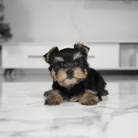 Bella, a female Yorkshire Terrier for sale in Los Angeles, CA – Photo 4 of 5