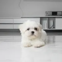Max, a male Maltese for sale in Los Angeles, CA – 3 of 4