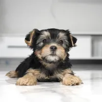 Ruby, a female Yorkshire Terrier for sale in Los Angeles, CA – Photo 4 of 4