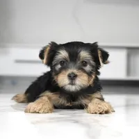 Ruby, a female Yorkshire Terrier for sale in Los Angeles, CA – Photo 3 of 4