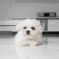 Toby, a male Maltese for sale in Los Angeles, CA – 4 of 4