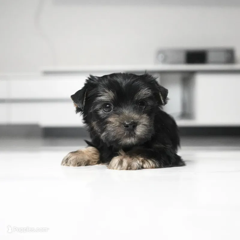Maddie – Yorkshire Terrier puppy for sale in Los Angeles, CA
