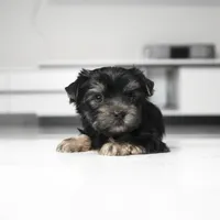Maddie, a male Yorkshire Terrier for sale in Los Angeles, CA – 1 of 3