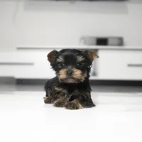 Teacup Mango, a male Yorkshire Terrier for sale in Los Angeles, CA – 6 of 7