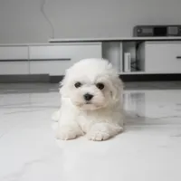 Marley, a male Maltese for sale in Los Angeles, CA – 5 of 5