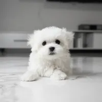 Milo, a male Maltese for sale in Los Angeles, CA – 1 of 3
