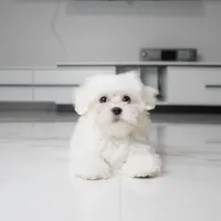 Bailey, a male Maltese for sale in Los Angeles, CA – 3 of 4