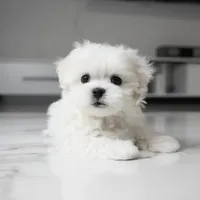 Marley, a male Maltese for sale in Los Angeles, CA – 4 of 4