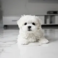 Marley, a male Maltese for sale in Los Angeles, CA – 1 of 4