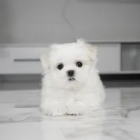 Max, a male Maltese for sale in Los Angeles, CA – Photo 3 of 5