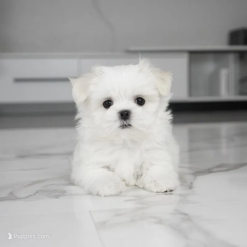 Max – Maltese puppy for sale in Los Angeles, CA