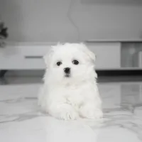 Lola, a female Maltese for sale in Los Angeles, CA – Photo 2 of 3