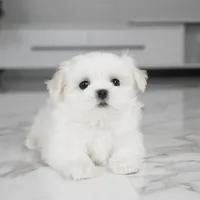 Max, a male Maltese for sale in Los Angeles, CA – Photo 4 of 5