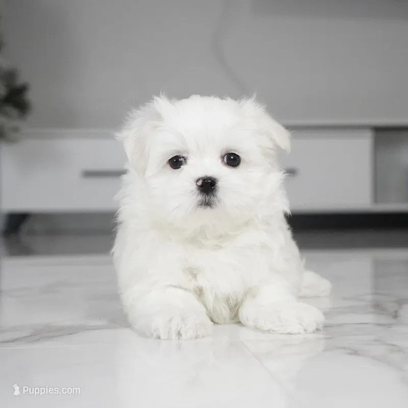 Lola – Maltese puppy for sale in Los Angeles, CA