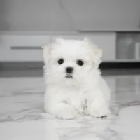 Max, a male Maltese for sale in Los Angeles, CA – Photo 2 of 5