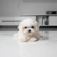 Teacup Mochi, a female Maltese for sale in Los Angeles, CA – 2 of 5
