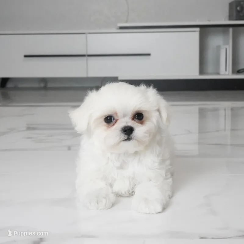TInka – Maltese puppy for sale in Los Angeles, CA