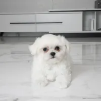 TInka, a female Maltese for sale in Los Angeles, CA – 1 of 4