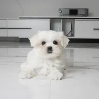 Tilly, a female Maltese for sale in Los Angeles, CA – 5 of 5