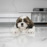 Tucker, a male Shih Tzu for sale in Los Angeles, CA – Photo 2 of 3