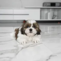 Tucker, a male Shih Tzu for sale in Los Angeles, CA – Photo 3 of 3