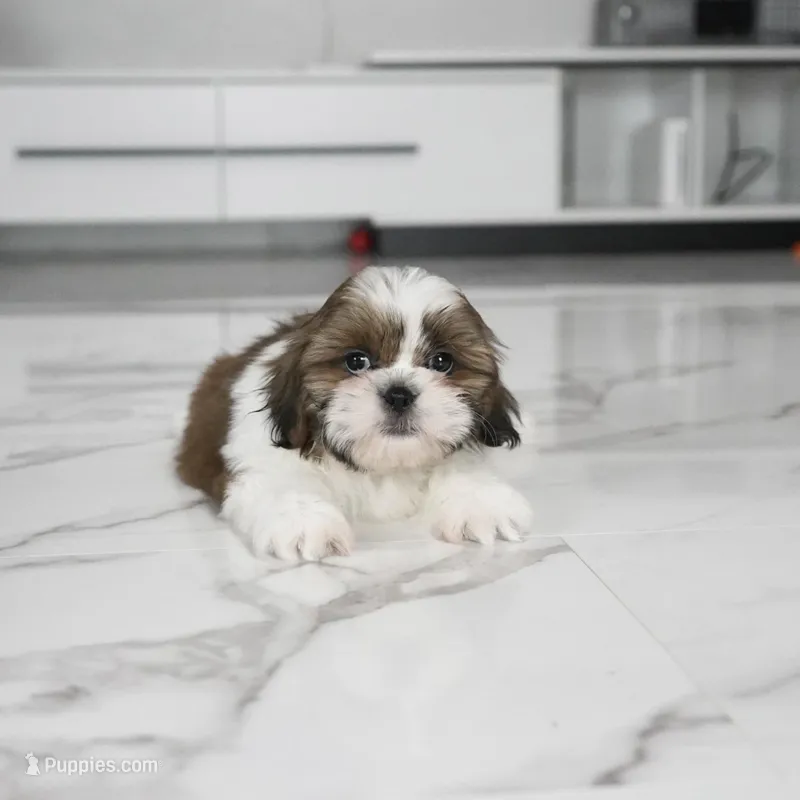 Tucker – Shih Tzu puppy for sale in Los Angeles, CA