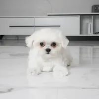 TInka, a female Maltese for sale in Los Angeles, CA – 3 of 4